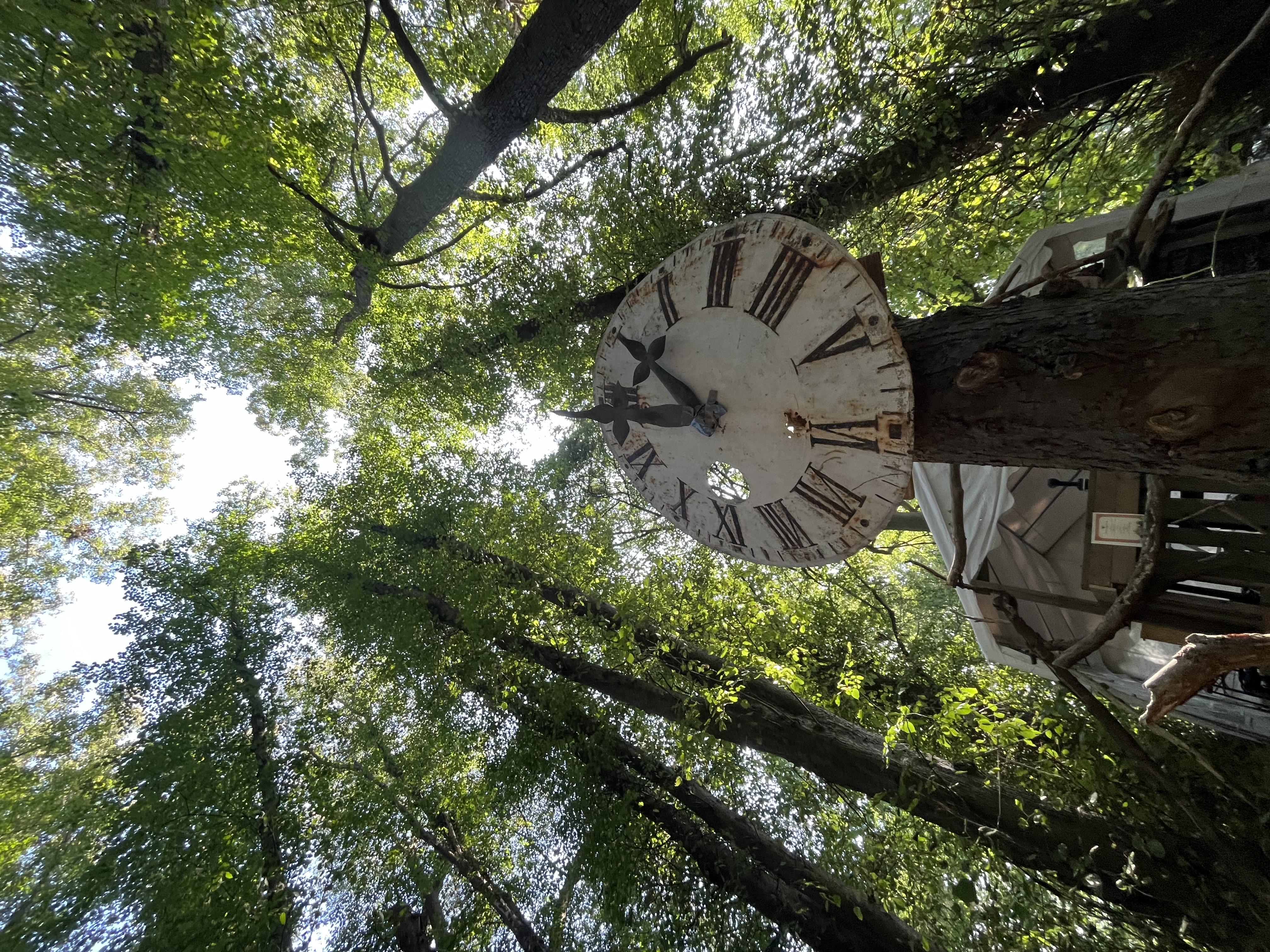 Nahaufnahme einer Uhr im Wald, symbolisch für Workshops und Aktivitäten während des Festivals
